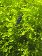 Neocaridina blue dreams garnalen, Dieren en Toebehoren, Kreeft, Krab of Garnaal, Zoetwatervis