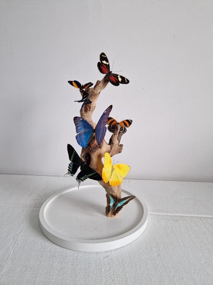 Vlinderstolp met diverse vlinders, Huis en Inrichting, Woonaccessoires | Overige, Ophalen