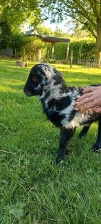 Ouessant rammetje, ( Oreo:) super lief, super mooi!, Dieren en Toebehoren, Schapen, Geiten en Varkens, Mannelijk, Schaap