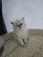 100% Siberische kittens Neva Masquerade, Dieren en Toebehoren, Katten en Kittens | Raskatten | Langhaar, Meerdere dieren, Gechipt