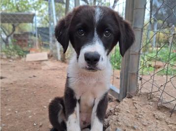  Lieve Tilly zoekt een liefdevol thuis!  beschikbaar voor biedingen