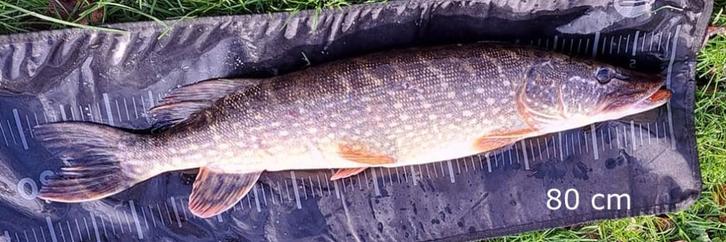 Deel 3) 3 sets FL snoekstreamers op Double Hook /fleurhaak, Watersport en Boten, Hengelsport | Roofvissen, Nieuw, Complete set