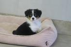 Raszuivere Australian Shepherd pup teefje, Dieren en Toebehoren, Nederland, CDV (hondenziekte), 8 tot 15 weken, Teef
