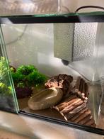 Terrarium met inrichting en Palmetto rattenslang, Ophalen, Zo goed als nieuw