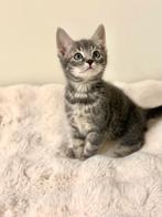 X Blauwe Rus Kitten, Dieren en Toebehoren, Katten en Kittens | Overige Katten, Kater, Kortharig, 0 tot 2 jaar
