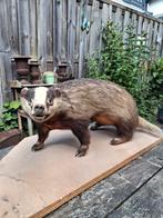 Opgezette das taxidermie, Verzamelen, Dierenverzamelingen, Ophalen, Zo goed als nieuw, Vogel, Opgezet dier