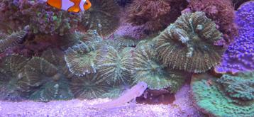 Groene oren voor zeeaquarium  beschikbaar voor biedingen