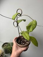 Hoya Meredithii volledige plant, Huis en Inrichting, Ophalen of Verzenden, Halfschaduw, Minder dan 100 cm