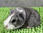 Cuy mix 1/4 Skinny, Dieren en Toebehoren, Cavia, Juli, Meerdere dieren, Tam