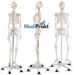anatomisch model, skelet (180 cm), Diversen, Ophalen of Verzenden, Zo goed als nieuw
