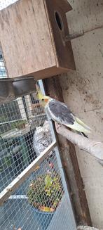 Jonge valkparkiet, Dieren en Toebehoren, Geslacht onbekend, Parkiet, Geringd