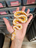 Albino Clown 1.0 mannetje 2025 Python Regius, Slang