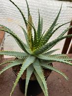 Aloe Arborescens met knop, Ophalen of Verzenden, Overige soorten, Volle zon
