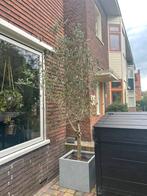 Olijfboom hoogte 290, Ophalen of Verzenden