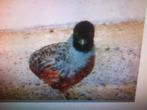 Te koop gevraagd Chinese dwerg kwartel  Roodborst ., Dieren en Toebehoren, Pluimvee, Mannelijk, Overige soorten