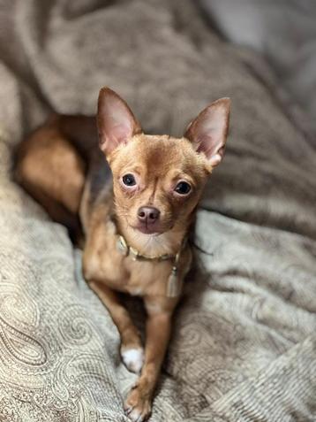 Ervaren chihuahua dekreu beschikbaar. Niet te koop! beschikbaar voor biedingen