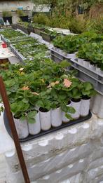 Aardbei plantjes, Tuin en Terras, Planten | Tuinplanten, Ophalen of Verzenden, Volle zon