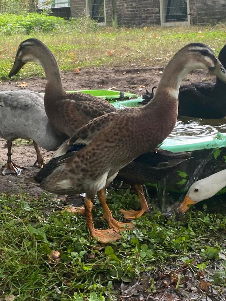 Jonge indische loopeenden, Dieren en Toebehoren, Vogels | Overige Vogels, Meerdere dieren