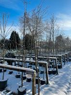 Opheffing verkoop, bomen, Bloeit niet, Overige soorten, 100 tot 250 cm, Ophalen