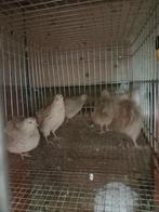 Zimt japanse kwartels, Dieren en Toebehoren, Meerdere dieren, Overige soorten