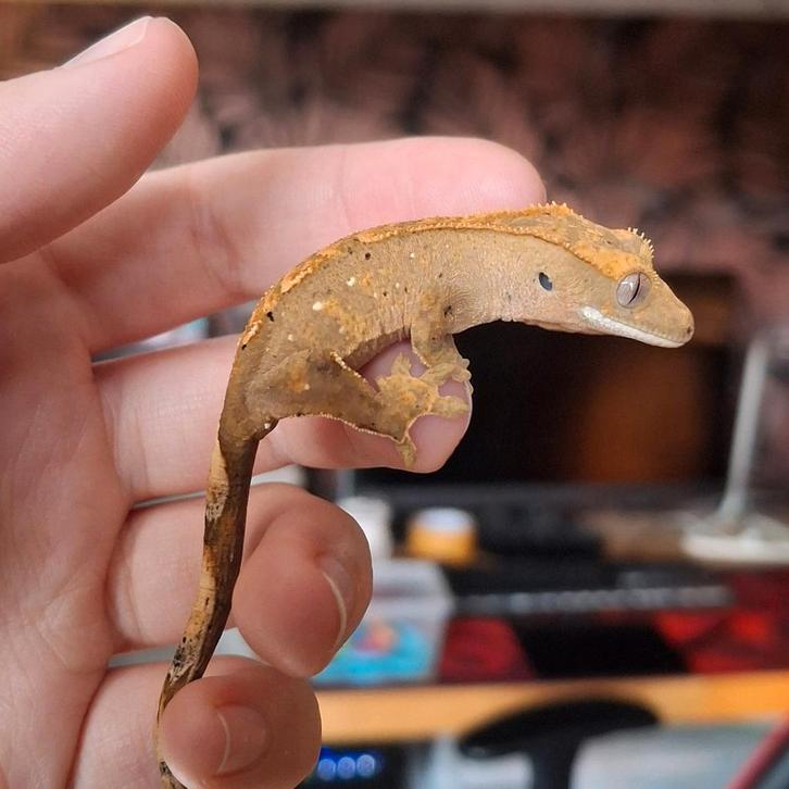 Pos vrouw(0.1) harlequin dalmatian wimpergekko/crested gecko