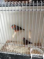 Gezocht diverse vogels, Meerdere dieren, Tropenvogel