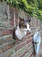 Opgezette kop poes taxidermy opgezet kat schedel huisdier, Ophalen, Hond of Kat, Gewei of Kop