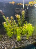 Rotala wallachii, Dieren en Toebehoren, Vissen | Aquaria en Toebehoren, Ophalen of Verzenden, Zo goed als nieuw, Plant(en), Steen of Hout