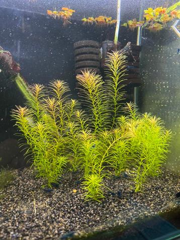 Rotala wallachii beschikbaar voor biedingen