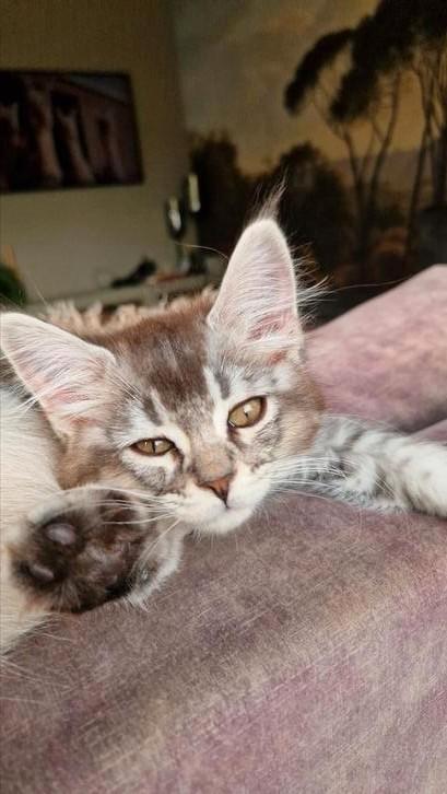 Kittens siberische kat x ragdoll, Dieren en Toebehoren, Katten en Kittens | Raskatten | Langhaar, Meerdere dieren, 0 tot 2 jaar