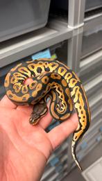 0.1 orange dream black pastel 100% het clown ball python, Dieren en Toebehoren, Reptielen en Amfibieën, Slang, 0 tot 2 jaar