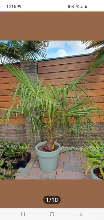 Trachycarpus Fortunei 5x potgekweekt. beschikbaar voor biedingen