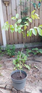 Walnotenboompje, Tuin en Terras, Planten | Fruitbomen, Ophalen