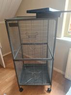 Kooi voor (dwerg)ratjes, cavia of vogels, Ophalen, Kooi, Gebruikt, 90 cm of meer