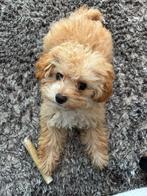 Maltipoo pup teefje, Dieren en Toebehoren, Honden | Chihuahua's en Gezelschapshonden, Overige rassen, CDV (hondenziekte), 8 tot 15 weken