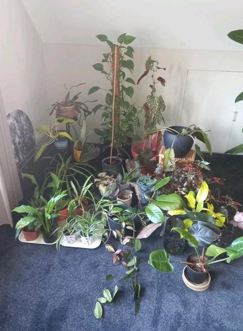 Heel veel kamerplanten en stekken 💚 MOET WEG, Huis en Inrichting, Kamerplanten, Overige soorten, Minder dan 100 cm, Groene kamerplant