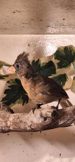 Te koop Rode Kardinaal pop 2025, Dieren en Toebehoren, Vogels | Overige Vogels, Vrouwelijk, Tropenvogel, Geringd