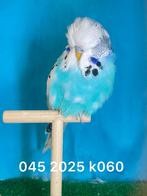 Engelse grasparkieten, Dieren en Toebehoren, Vogels | Parkieten en Papegaaien, Meerdere dieren, Parkiet