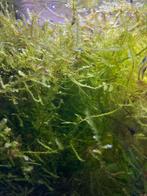 Javamos 2,50 per potje, Dieren en Toebehoren, Vissen | Aquaria en Toebehoren, Ophalen of Verzenden, Zo goed als nieuw, Plant(en), Steen of Hout