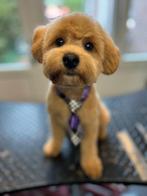 Vrolijke jonge pup (4 mnd) – mix Jack Russell x Labradoodle, Dieren en Toebehoren, Honden | Retrievers, Spaniëls en Waterhonden