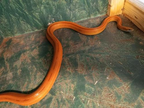 rattenslang te koop bij csreptiles Venlo, Dieren en Toebehoren, Reptielen en Amfibieën