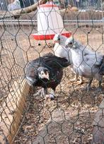 Araucana en Marans kuikentrio, Dieren en Toebehoren, Pluimvee, Vrouwelijk, Kip