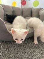 Baby kitten, 0 tot 2 jaar