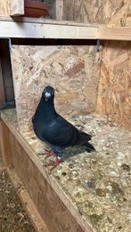 Jonge Postduiven kweek koppel, Dieren en Toebehoren, Vogels | Duiven, Meerdere dieren, Postduif