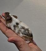 3 prachtige vrouwelijke kleurmuizen, Maart, Muis, Vrouwelijk, Tam
