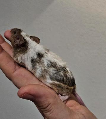3 prachtige vrouwelijke kleurmuizen beschikbaar voor biedingen