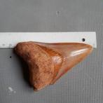 megalodon haaientand haaientanden, Ophalen of Verzenden, Fossiel