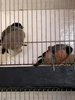 Koppel noorse goudvink, Dieren en Toebehoren, Meerdere dieren, Wildzangvogel