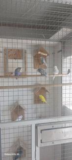 12 grasparkieten, Dieren en Toebehoren, Vogels | Parkieten en Papegaaien, Meerdere dieren, Parkiet, Geringd