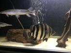 Sumatra datnioides Arowana cichla potamotrygon gar channa